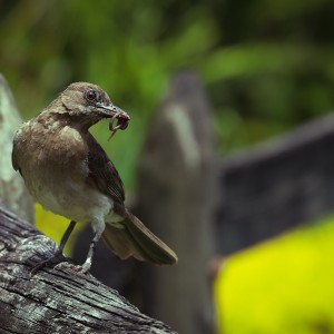 Turdus Ignobilis.  Mirla o Zorzal pico negro